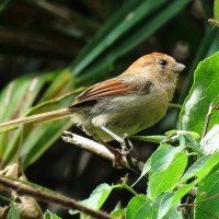 Vinous-throated Parrotbill
